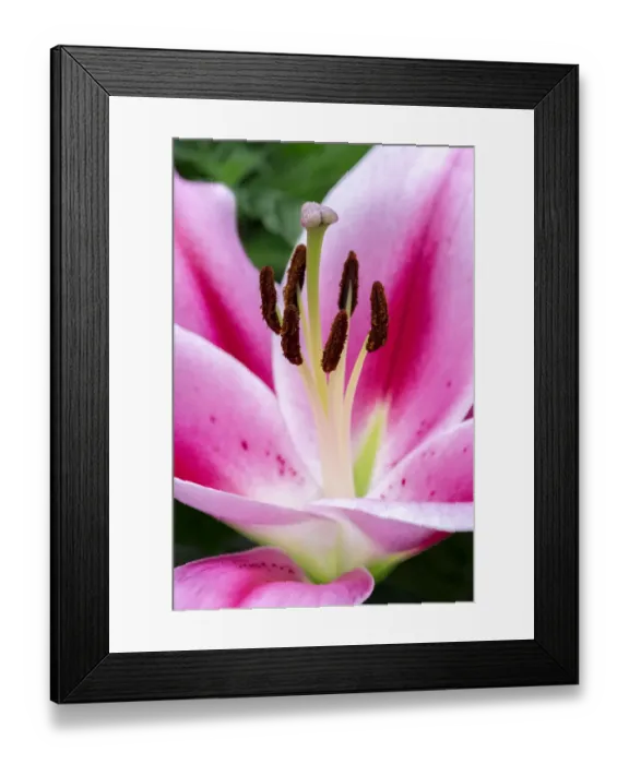 Framed Print : Oriental Trumpet Lily Framed Print : Oriental Trumpet Lily