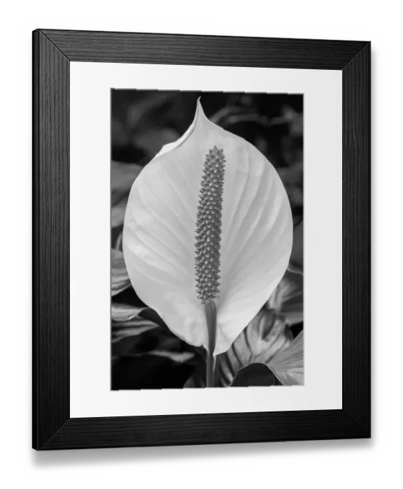 Framed Print : Peace Lily Framed Print : Peace Lily
