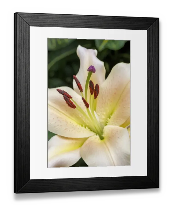 Framed Print : Oriental Trumpet Lily Framed Print : Oriental Trumpet Lily