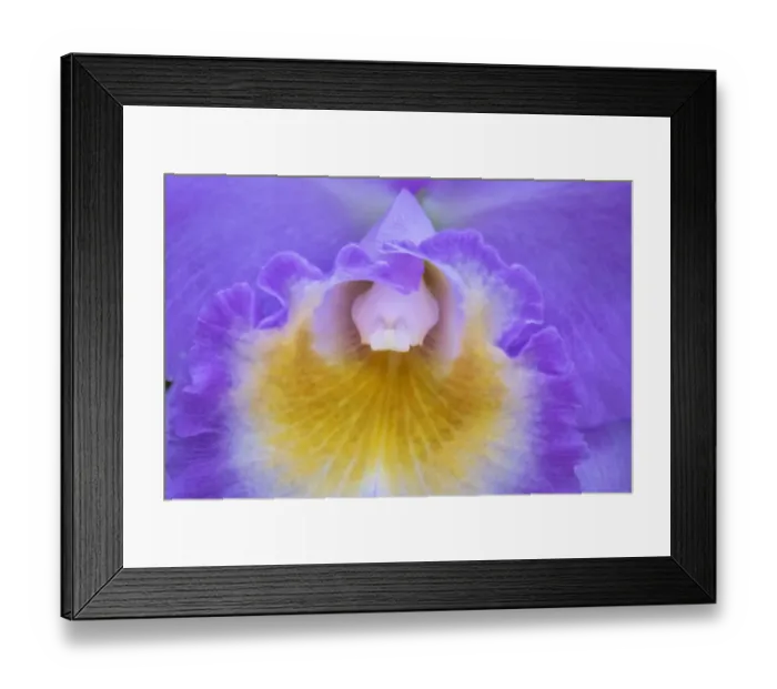Framed Print : Cattleya orchid Framed Print : Cattleya orchid