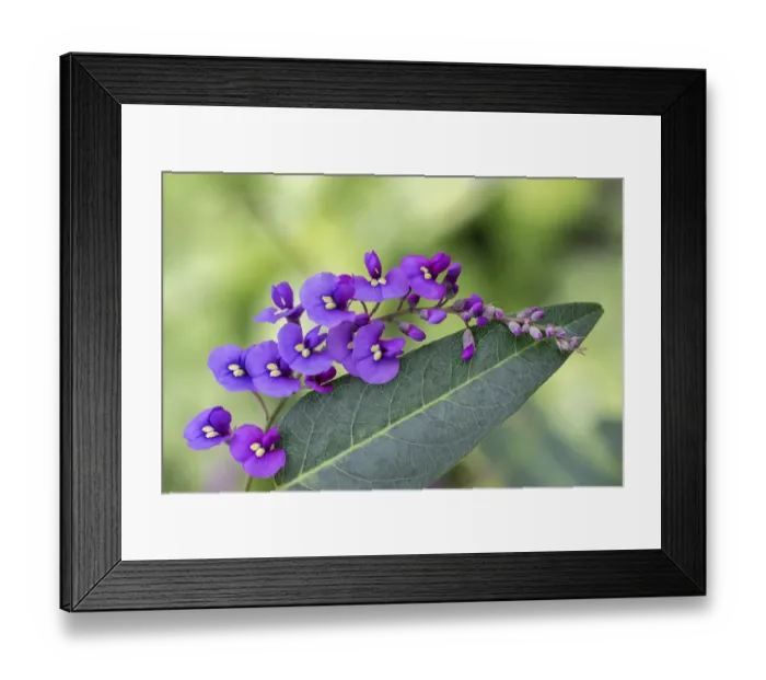Framed Print : Coral-pea plant