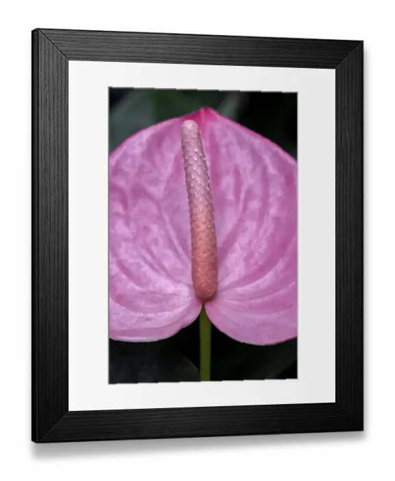 Framed Print : Anthurium spadix and spathe Framed Print : Anthurium spadix and spathe