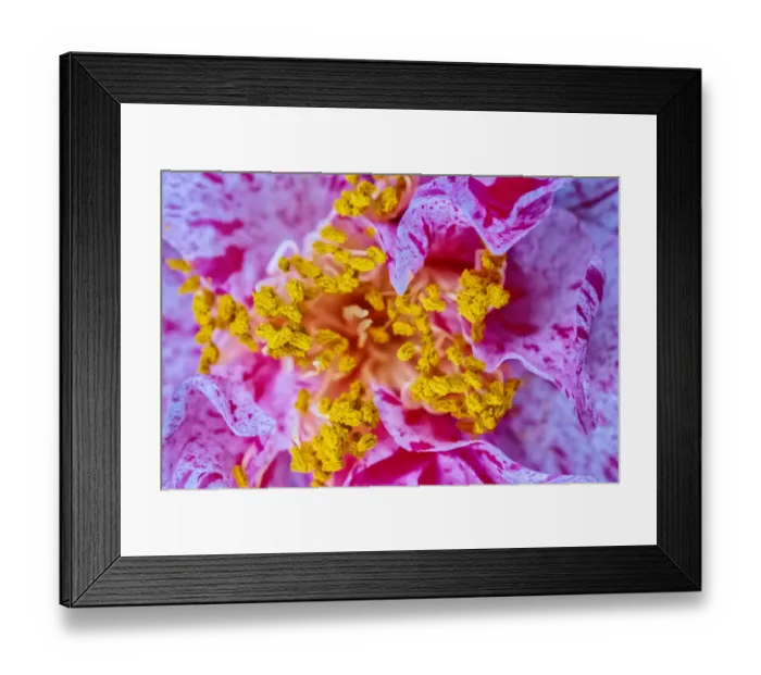Framed Print : Closeup of pollen on stamen on variegated flower petals Framed Print : Closeup of pollen on stamen on variegated flower petals