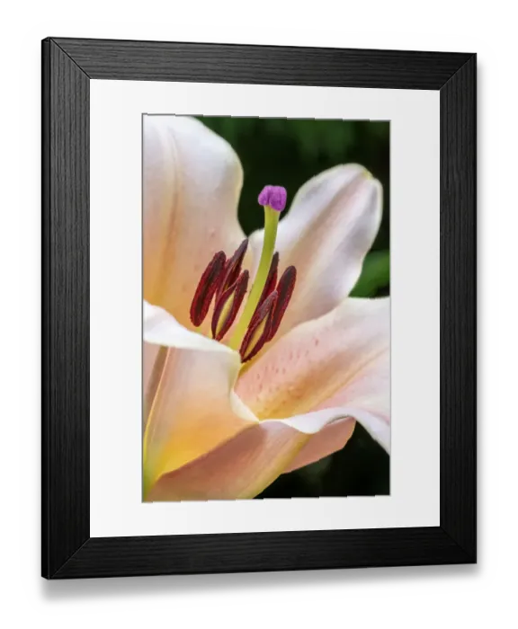 Framed Print : Oriental Trumpet Lily