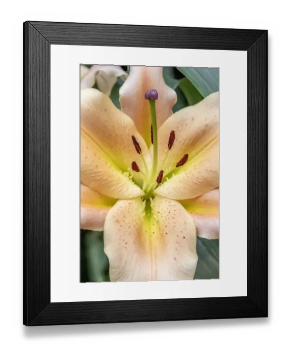 Framed Print : Oriental Trumpet Lily Framed Print : Oriental Trumpet Lily