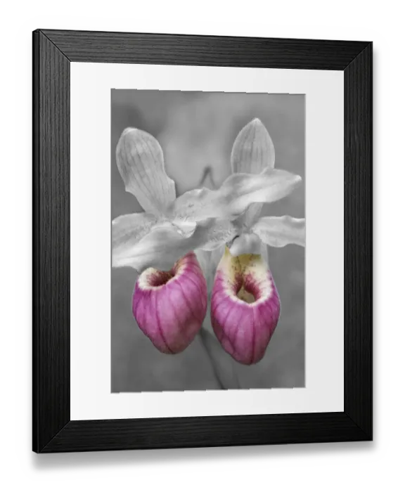 Framed Print : Showy Ladys Slipper Framed Print : Showy Ladys Slipper