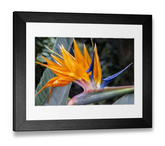 Framed Print : Bird of Paradise