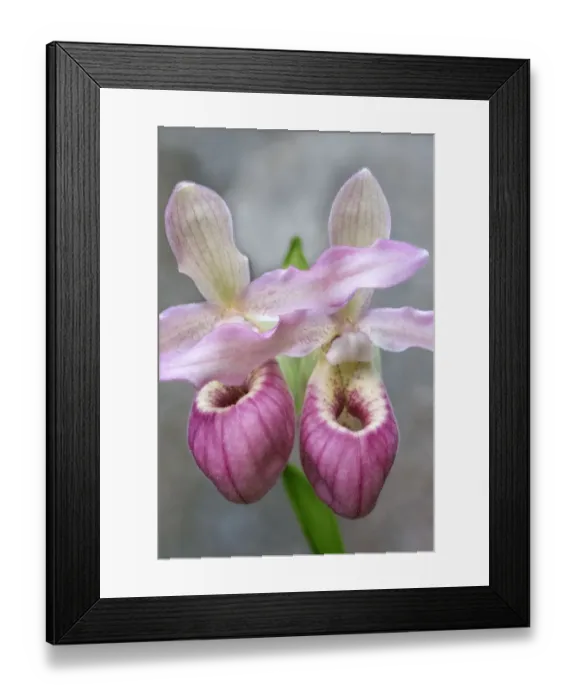 Framed Print : Showy Ladys Slipper Framed Print : Showy Ladys Slipper