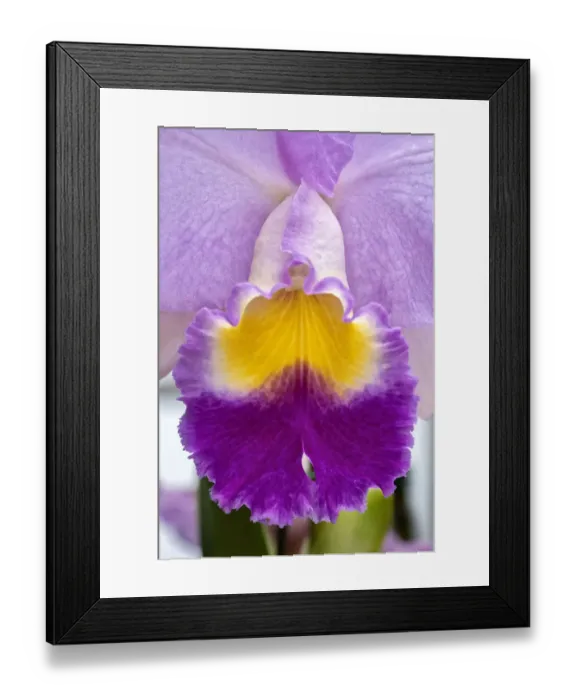 Framed Print : Cattleya orchid Framed Print : Cattleya orchid