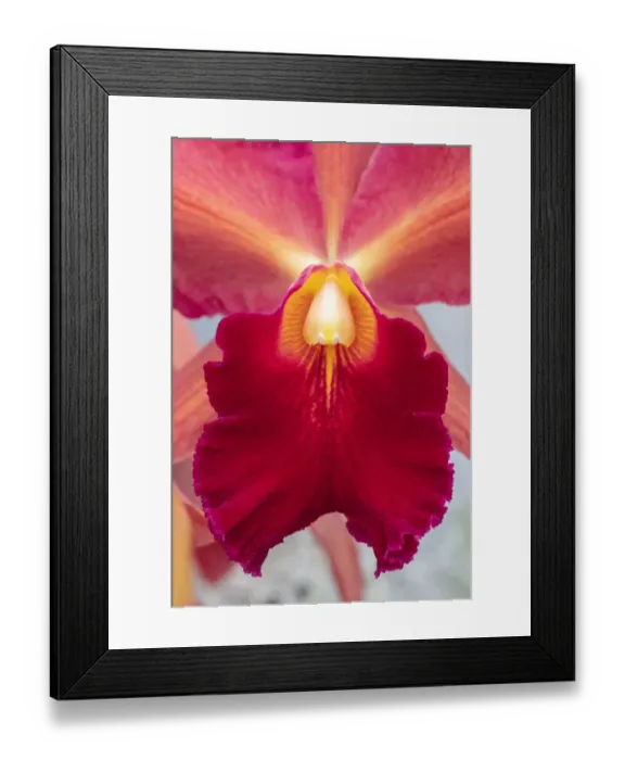 Framed Print : Cattleya orchid