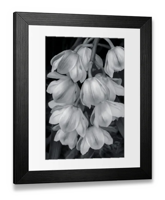 Framed Print : Cymbidium Orchid Framed Print : Cymbidium Orchid
