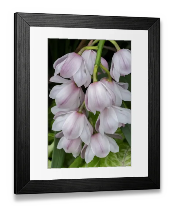 Framed Print : Cymbidium Orchid Framed Print : Cymbidium Orchid