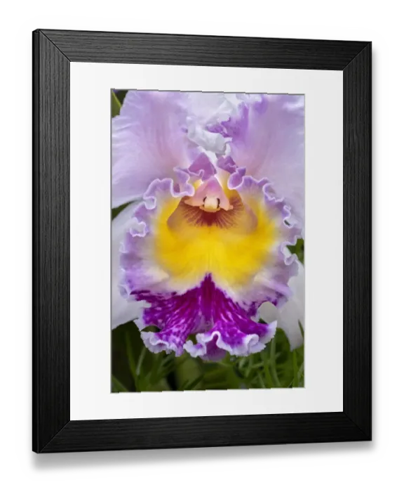 Framed Print : Cattleya orchid Framed Print : Cattleya orchid