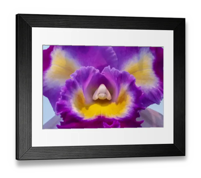 Framed Print : Cattleya orchid