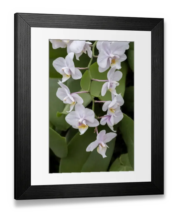 Framed Print : Moth Orchid Framed Print : Moth Orchid