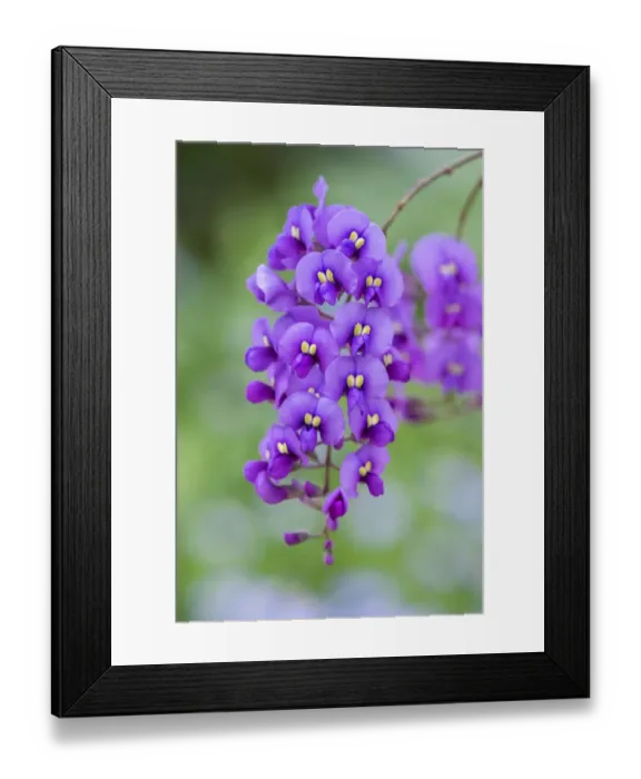 Framed Print : Coral-pea plant Framed Print : Coral-pea plant