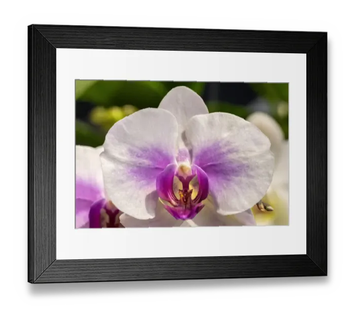 Framed Print : Moth Orchid