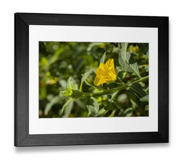 Framed Print : Peruvian primrose-willow plant