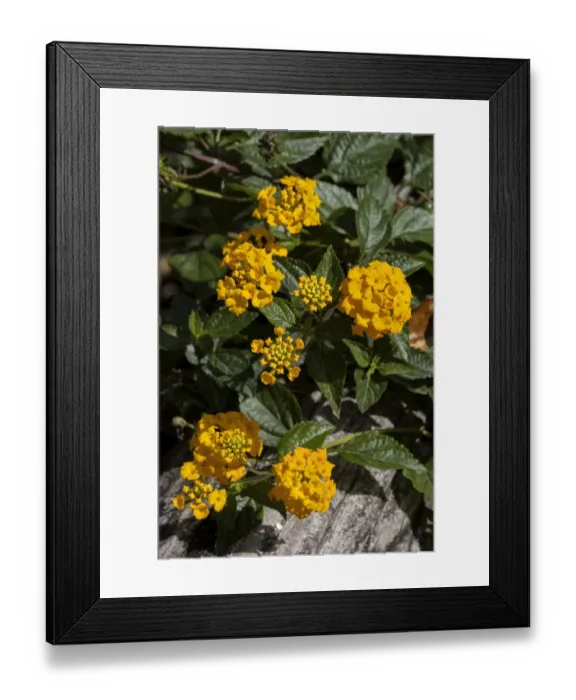 Framed Print : Common Lantana Framed Print : Common Lantana