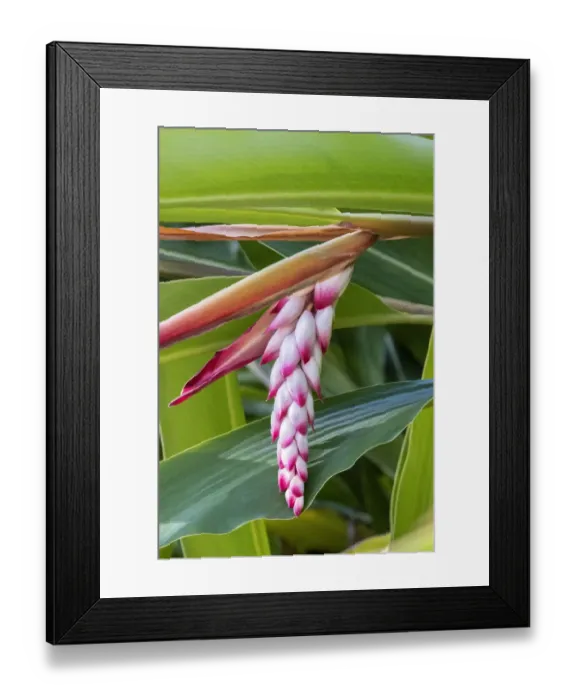 Framed Print : Shell Ginger, flowering plant Framed Print : Shell Ginger, flowering plant