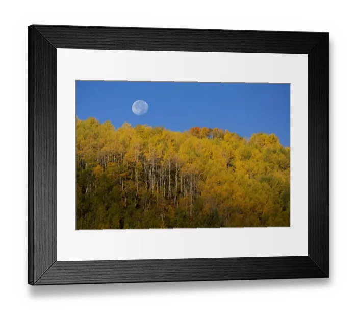 Framed Print : USA, Colorado, Uncompahgre National Forest. Full moon sets over aspen trees in autumn Framed Print : USA, Colorado, Uncompahgre National Forest. Full moon sets over aspen trees in autumn