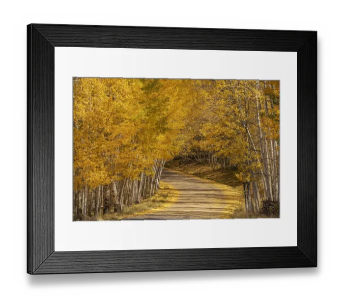 Framed Print : USA, Colorado, Uncompahgre National Forest. Forest road lined with fall-colored aspens Framed Print : USA, Colorado, Uncompahgre National Forest. Forest road lined with fall-colored aspens