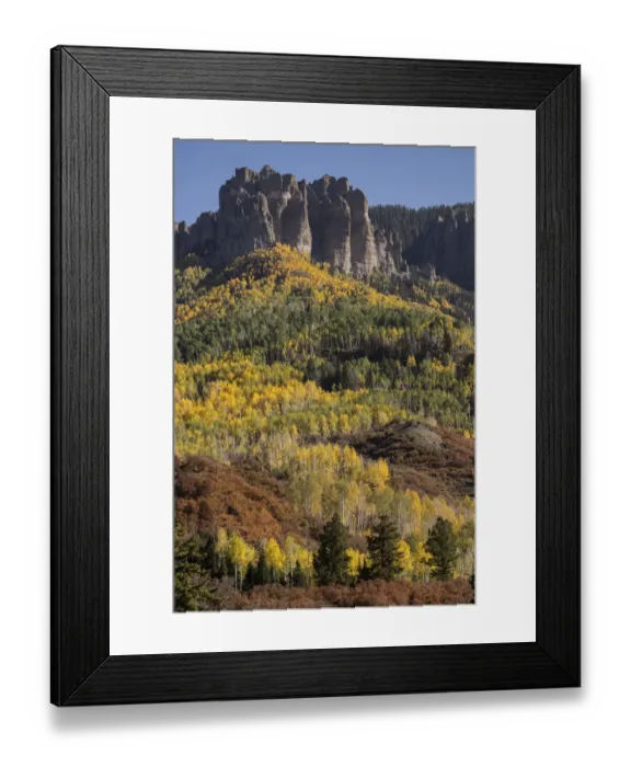 Framed Print : USA, Colorado, Gunnison National Forest. Autumn aspen forest on Cimarron Ridge Framed Print : USA, Colorado, Gunnison National Forest. Autumn aspen forest on Cimarron Ridge