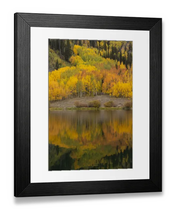 Framed Print : USA, Colorado, Uncompahgre National Forest. Aspen forest reflects in Crystal Lake in Framed Print : USA, Colorado, Uncompahgre National Forest. Aspen forest reflects in Crystal Lake in