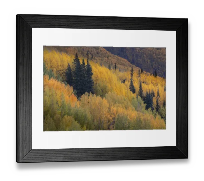 Framed Print : USA, Colorado, Uncompahgre National Forest. Autumn-colored aspen forest on mountainside