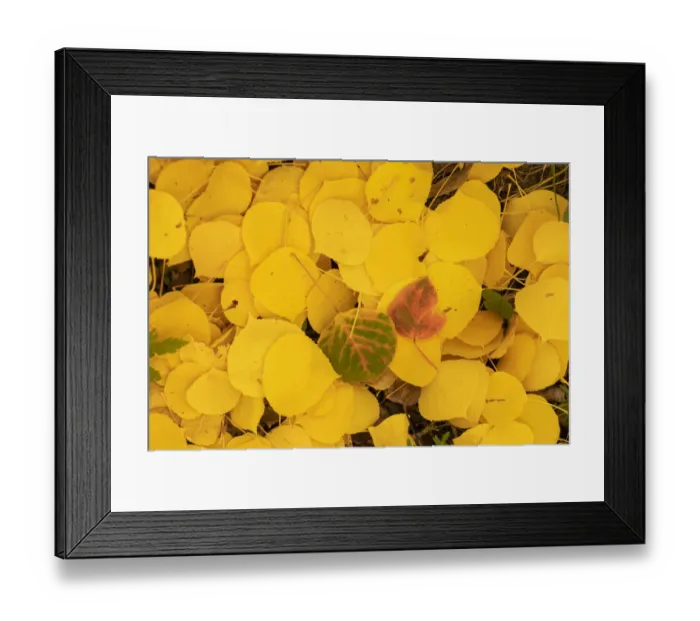 Framed Print : USA, Colorado, Uncompahgre National Forest. Fallen aspen leaves in autumn colors Framed Print : USA, Colorado, Uncompahgre National Forest. Fallen aspen leaves in autumn colors