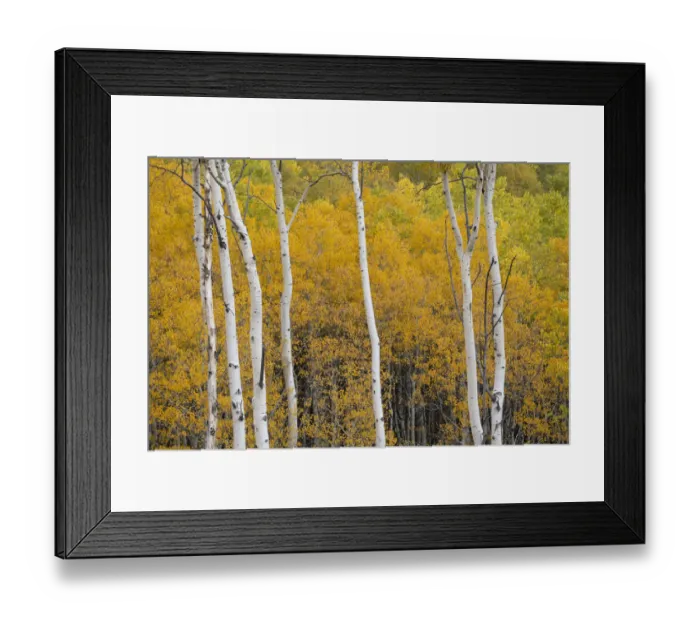 Framed Print : USA, Colorado, White River National Forest. Aspen trees in autumn color Framed Print : USA, Colorado, White River National Forest. Aspen trees in autumn color