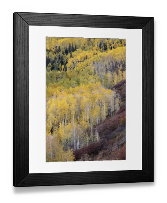 Framed Print : USA, Colorado, White River National Forest. Mountain aspen forest in autumn color