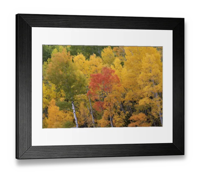 Framed Print : USA, Colorado, Uncompahgre National Forest. Aspen grove in fall colors Framed Print : USA, Colorado, Uncompahgre National Forest. Aspen grove in fall colors