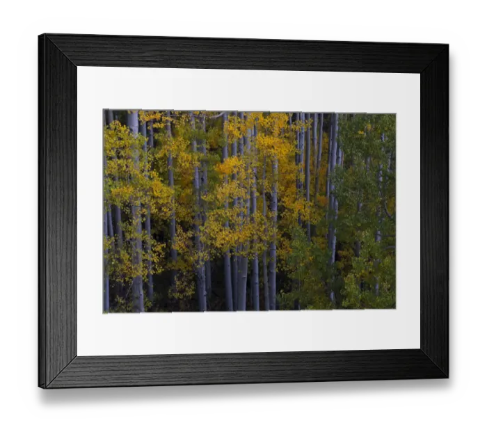 Framed Print : USA, Colorado, Uncompahgre National Forest. Aspen trees in autumn sunset Framed Print : USA, Colorado, Uncompahgre National Forest. Aspen trees in autumn sunset