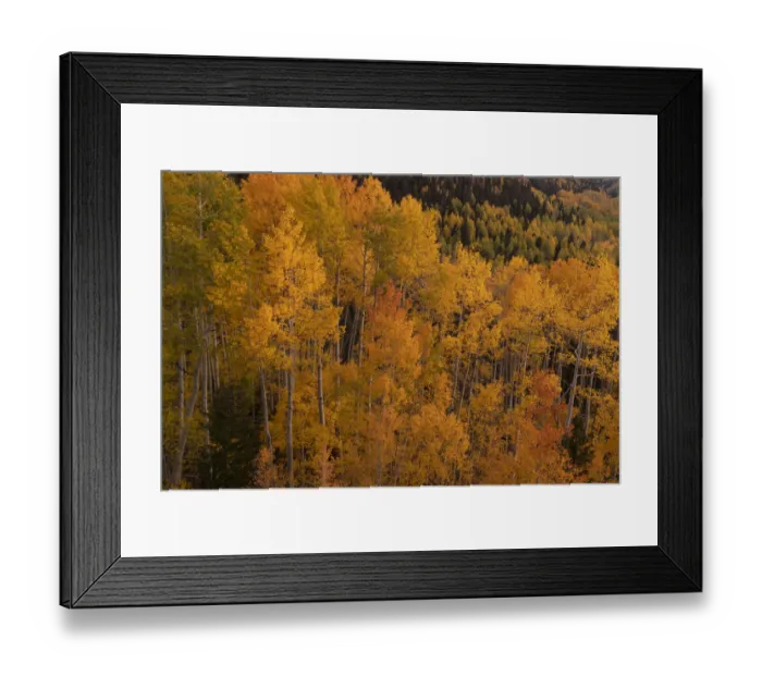Framed Print : USA, Colorado, Uncompahgre National Forest. Aspen trees in autumn color Framed Print : USA, Colorado, Uncompahgre National Forest. Aspen trees in autumn color