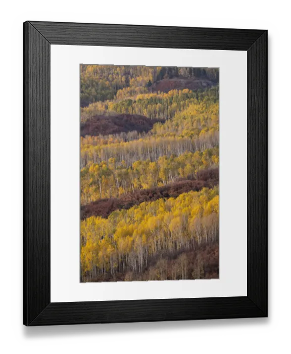 Framed Print : USA, Colorado, Uncompahgre National Forest. Mountain forest in autumn Framed Print : USA, Colorado, Uncompahgre National Forest. Mountain forest in autumn