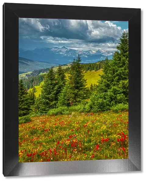 USA, Colorado, Vail. Meadow and mountain landscape