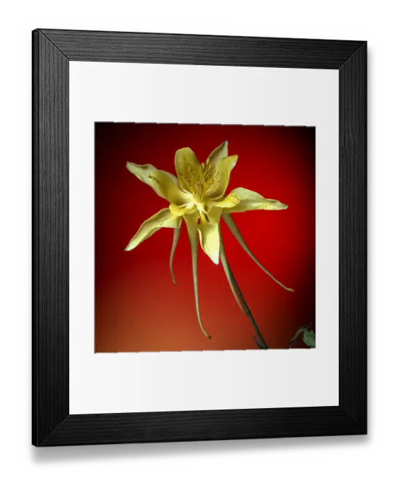 Framed Print : USA, Colorado, Fort Collins. Yellow columbine flower