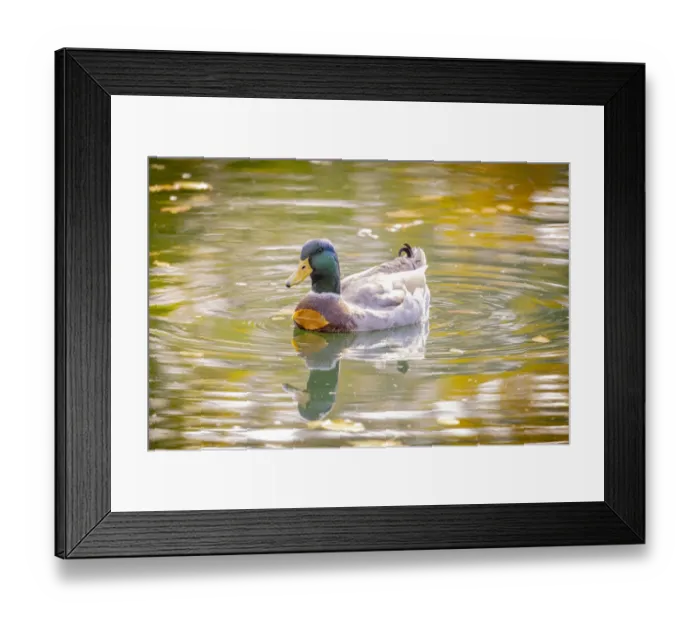 Framed Print : USA, Colorado, Loveland. Male mallard duck in water with leaf stuck to breast