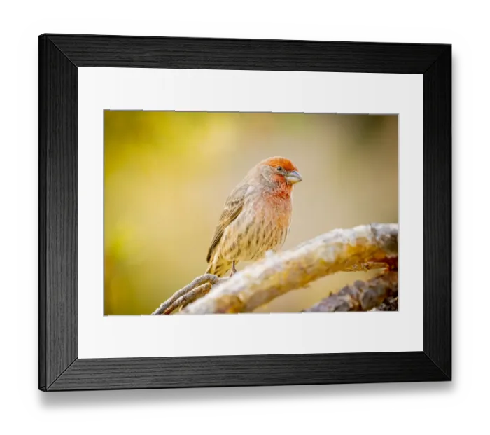 Framed Print : USA, Colorado, Fort Collins. Male house finch on limb Framed Print : USA, Colorado, Fort Collins. Male house finch on limb