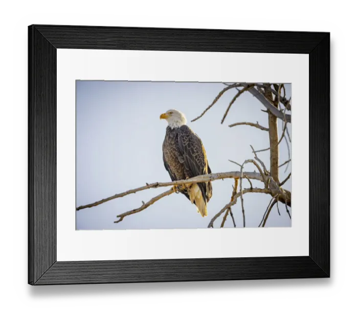 Framed Print : USA, Colorado, Windsor. American bald eagle on limb Framed Print : USA, Colorado, Windsor. American bald eagle on limb
