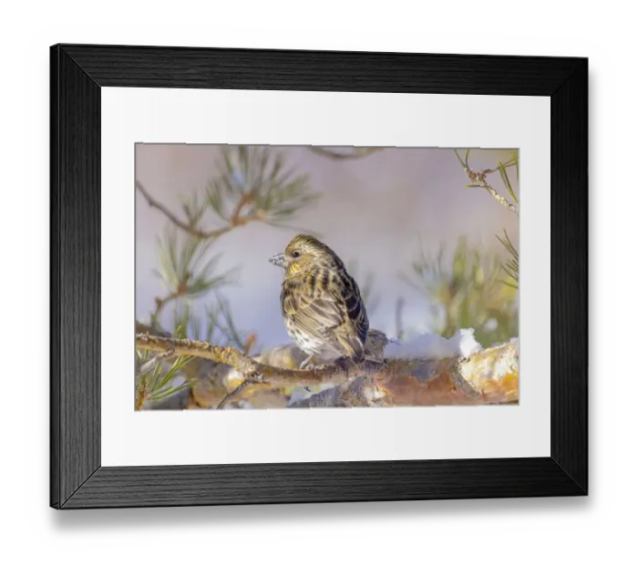 Framed Print : USA, Colorado, Fort Collins. Female Cassins finch in tree Framed Print : USA, Colorado, Fort Collins. Female Cassins finch in tree