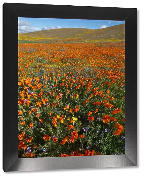 USA, California. Field of California Poppy, gold field, and Filaree wildflowers