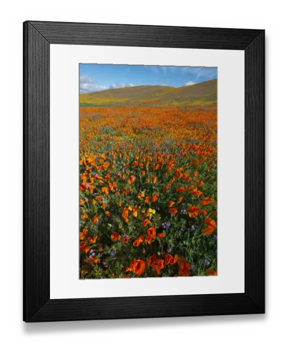 Framed Print : USA, California. Field of California Poppy, gold field, and Filaree wildflowers Framed Print : USA, California. Field of California Poppy, gold field, and Filaree wildflowers