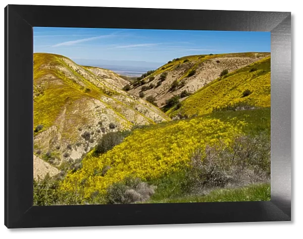 Usa, California. Panoramic landscape of Hillside daisy on hillside