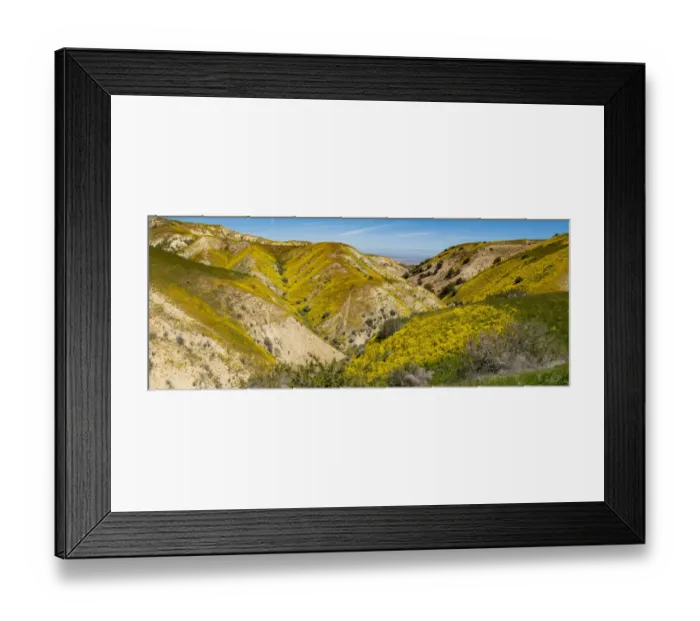 Framed Print : Usa, California. Panoramic landscape of Hillside daisy on hillside Framed Print : Usa, California. Panoramic landscape of Hillside daisy on hillside