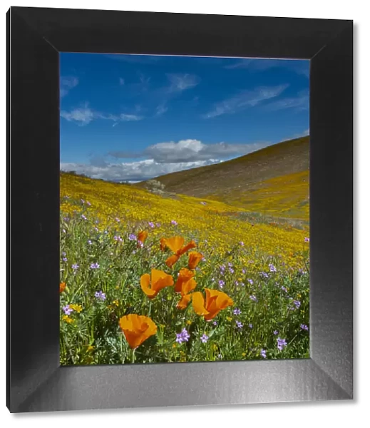 USA, California. California poppies, Filaree, and gold fields superbloom, near Lancaster