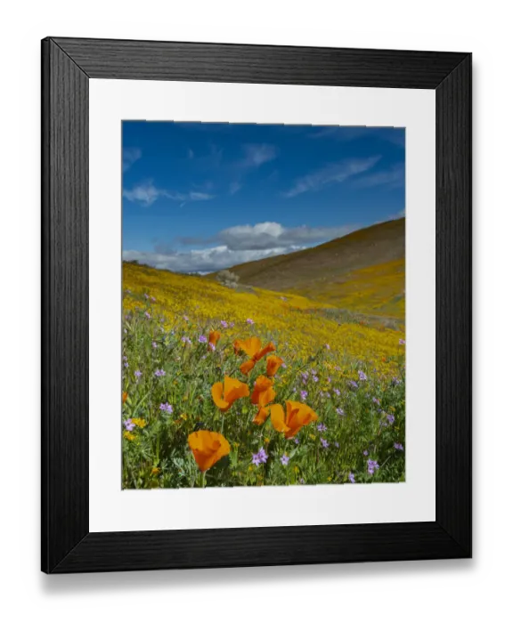 Framed Print : USA, California. California poppies, Filaree, and gold fields superbloom, near Lancaster