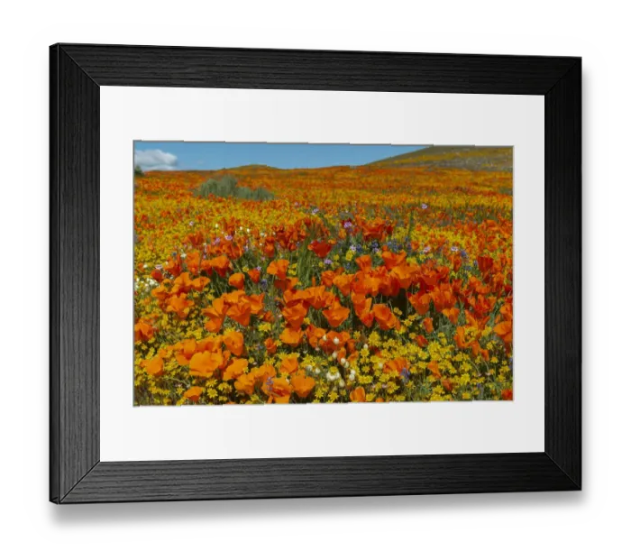 Framed Print : Usa, California. Superbloom hillside of poppies and gold fields near State Poppy Reserve