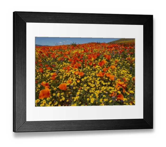 Framed Print : Usa, California. Superbloom hillside of poppies and gold fields near State Poppy Reserve Framed Print : Usa, California. Superbloom hillside of poppies and gold fields near State Poppy Reserve